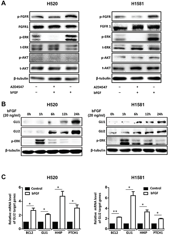 bFGF/FGFR1 activates ERK phosphorylation and upregulates the expression of GLI2 and its transcriptional activity.