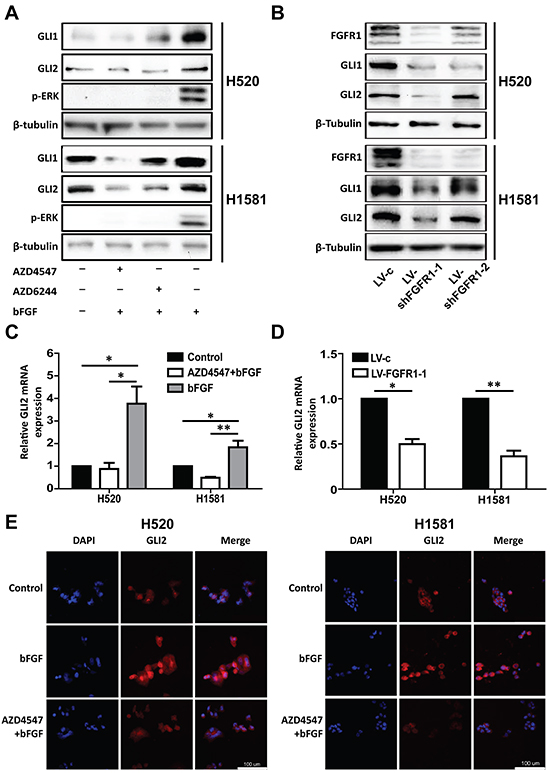 Inhibition ofFGFR1 suppresses the expression of GLI2.
