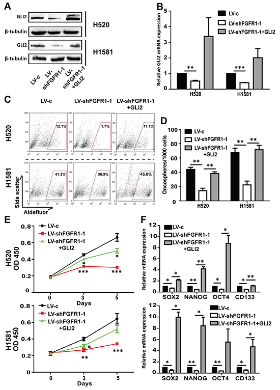 The effect of FGFR1 knockdown can be rescued by GLI2 expression.