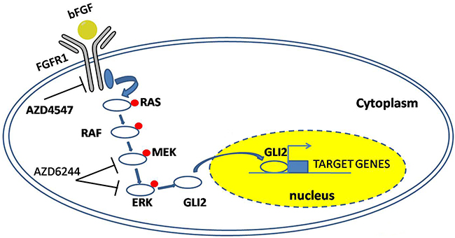 A model summarizing the FGFR1-ERK-GLI2 signaling axis that regulates the stem cell-like phenotype in NSCLC cells.