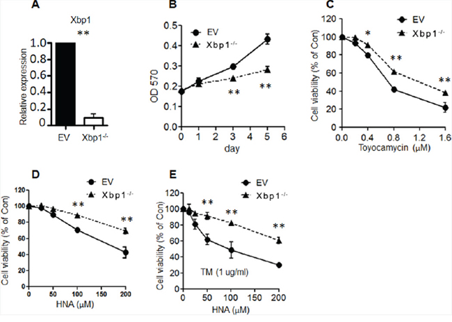 Knock-out Xbp1 induced myeloid cell resistance to IRE1 inhibitors.