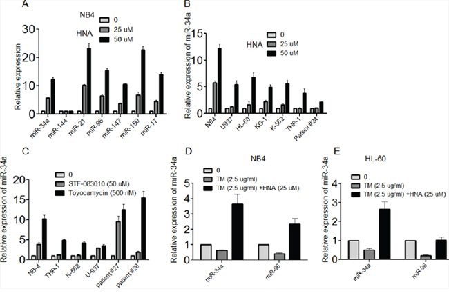 Inhibition of IRE1&#x03B1; increased expression of miRs in AML cells.