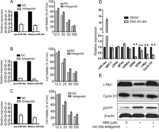 Blockade of miR-34a decreased sensitivity of IRE1 inhibitor in vitro .