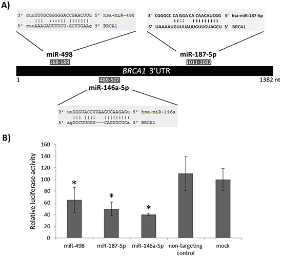 Targeting of BRCA1 3&rsquo; UTR by miR-498 and miR-187-5p.