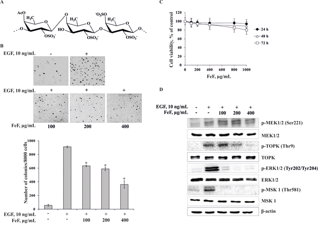 The effect of FeF on EGF-induced neoplastic transformation and molecular mechanism in JB6 Cl41 cells.