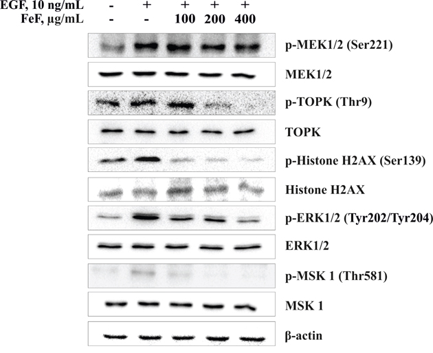 The effect of FeF on EGF-induced phosphorylation of MEK1/2/TOPK/ERK1/2/MSK 1 signaling pathway in HCT 116 cells.