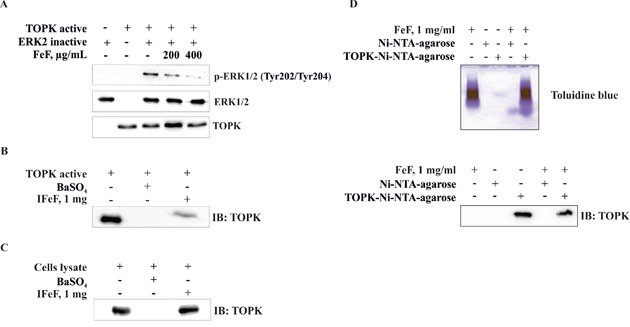 The effect of FeF on TOPK kinase activity in vitro and direct binding with TOPK in vitro and ex vivo.