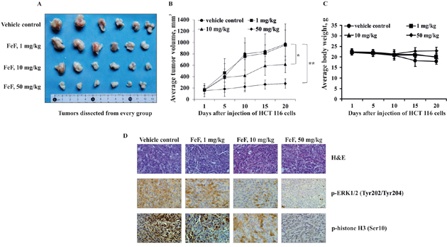 The effect of FeF on tumor growth and phosphorylation of TOPK downstream signaling targets in HCT 116 xenograft mouse model.