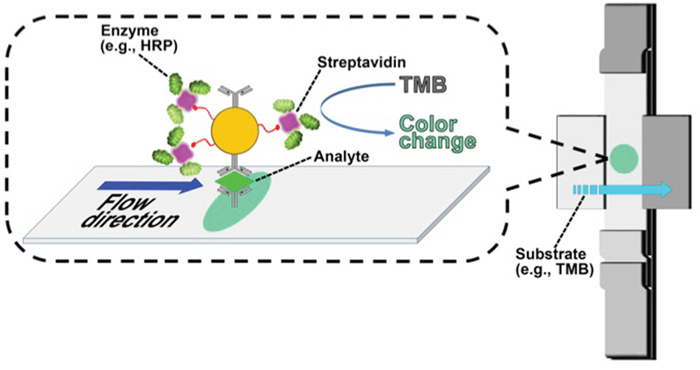 Scheme of enzyme-enhanced LFIC for VCP detection.