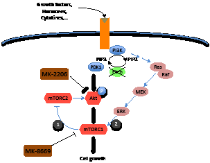 Cross talk between Akt/mTOR and MEK signaling pathways.