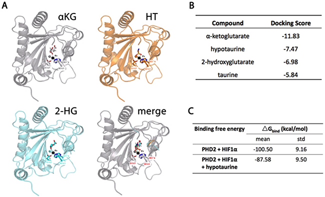 Molecular modeling of hypotaurine, &alpha;-KG and 2-HG binding to PHD2.
