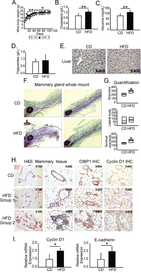 MeS increased postnatal mammary gland development and induced CtBP1 expression in mammary ducts.