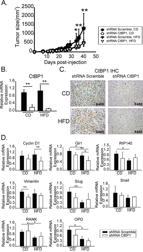 CtBP1 increased breast tumor growth in mice with MeS.