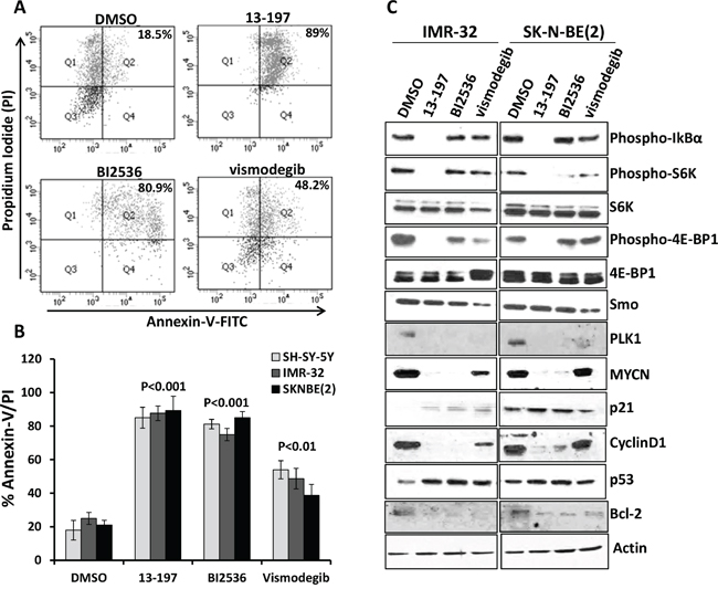 Single agent effects of small molecule inhibitors on the apoptosis induction and expression of their associated pathways/molecules in neuroblastoma cells.