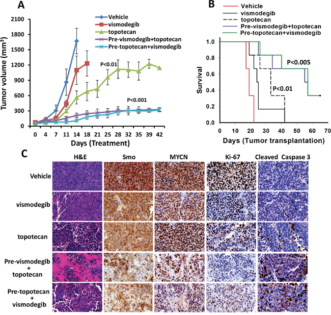 Combined antineuroblastoma efficacy of the hedgehog pathway inhibitor and chemotherapy in SK-N-BE(2) xenografts in mice.