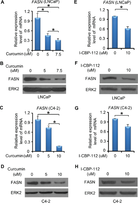 P300 inhibitors affect FASN expression.
