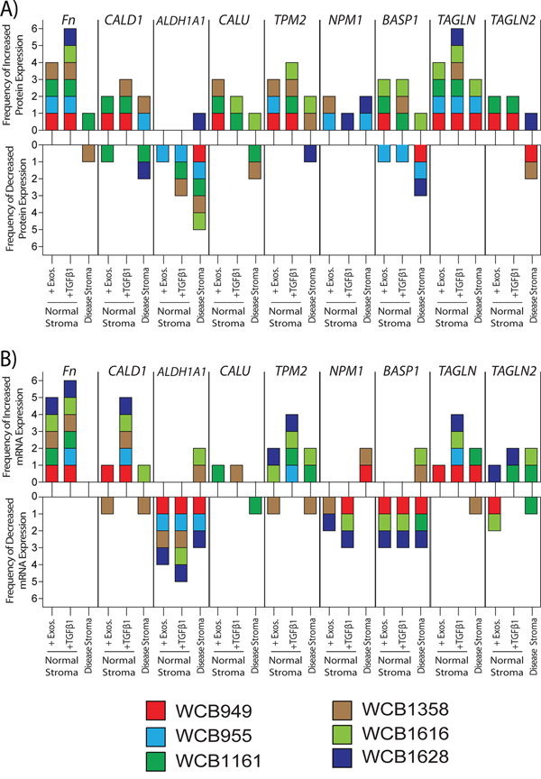 Relative changes in protein and mRNA levels across the treatment groups.