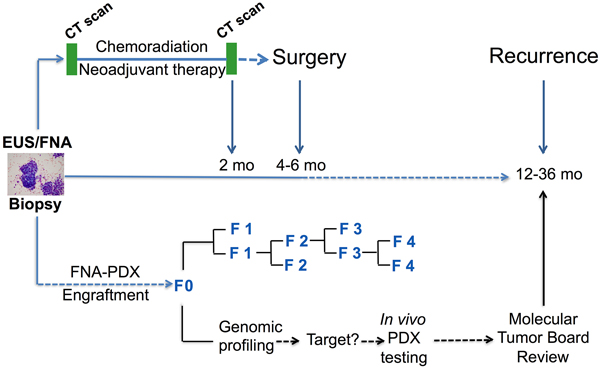 Clinical pathway for establishing FNA-PDX models at time of diagnosis of pancreatic ductal adenocarcinoma.