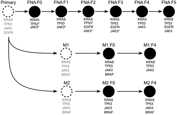 Next-generation sequencing of passaged FNA-PDX models revealed shared alleles with metastatic sites.
