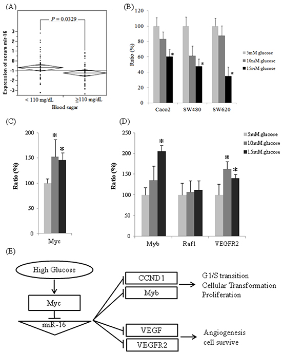 The expressions of miR-16 are downregulated in high glucose conditions in vivo and in vitro and the expression of miR-16 related mRNAs.