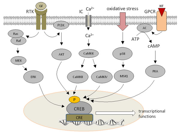 Signal transduction pathways modulating CREB expression.