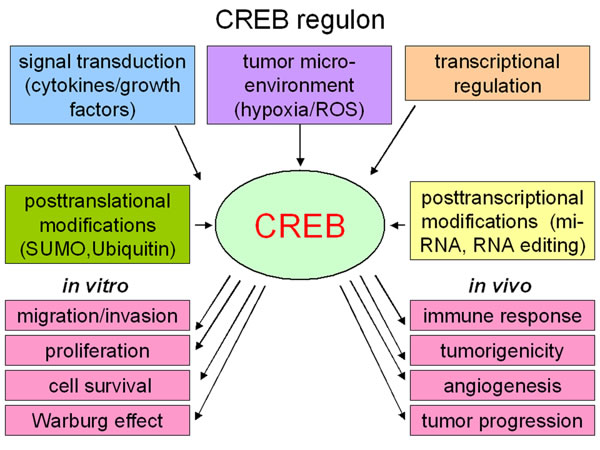 Regulation of CREB (The CREB regulon).