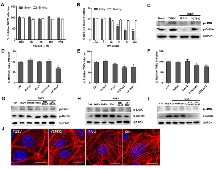 Rac1GTPase and Cdc42GTPase are involved in the early cofilin phosphorylation.