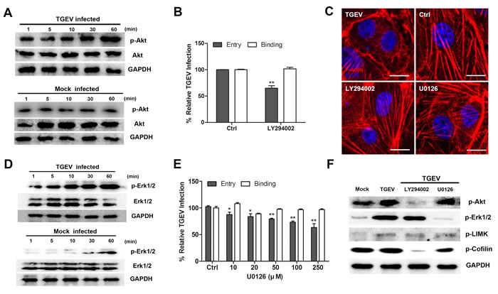 The PI3K-Akt pathway is involved in the regulation of actin cytoskeleton by cofilin.