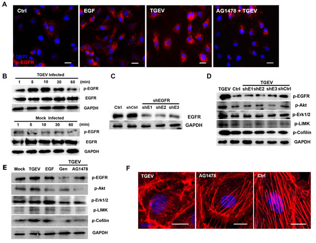 EGFR is involved in the regulation of actin cytoskeleton by cofilin.