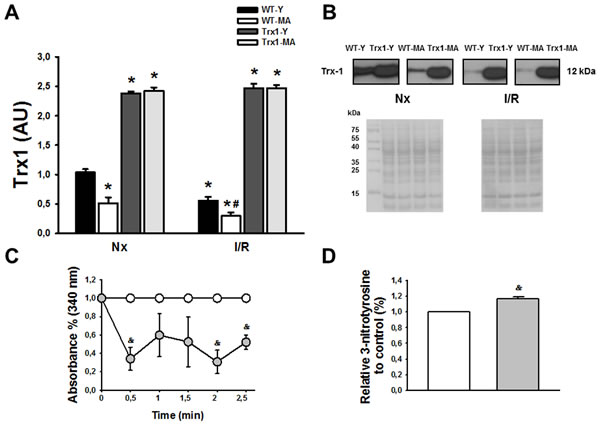 Panel A shows an increased in Trx1 expression in transgenic animals, both in young (Y) and middle-aged (MA) group in normoxic (Nx) conditions and after ischemia/reperfusion protocol.