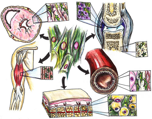 MSC effects on organ systems.