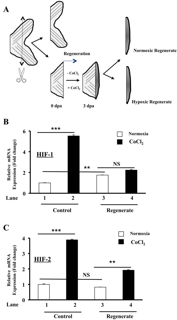 Regulation of HIF-1 and HIF-2 expression by CoCl2 during zebrafish fin regeneration.