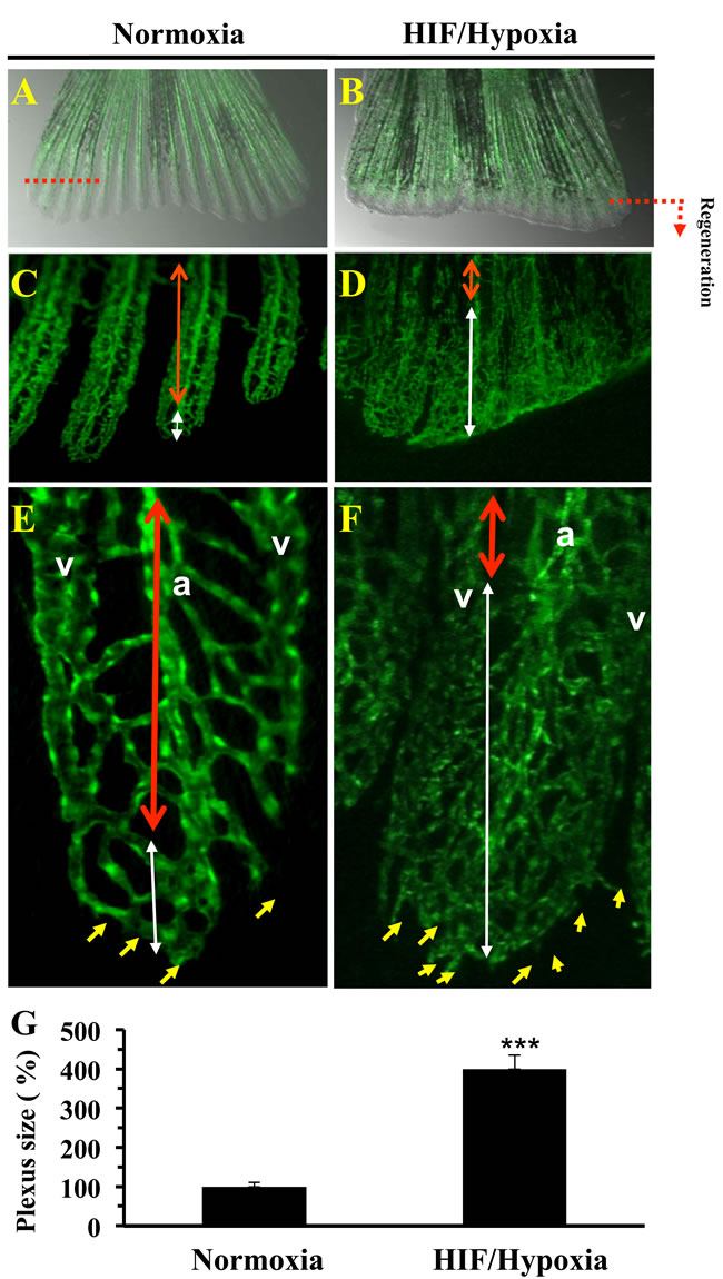 Vasculature plexus formation and remodeling during regenerative angiogenesis and HIF induction.