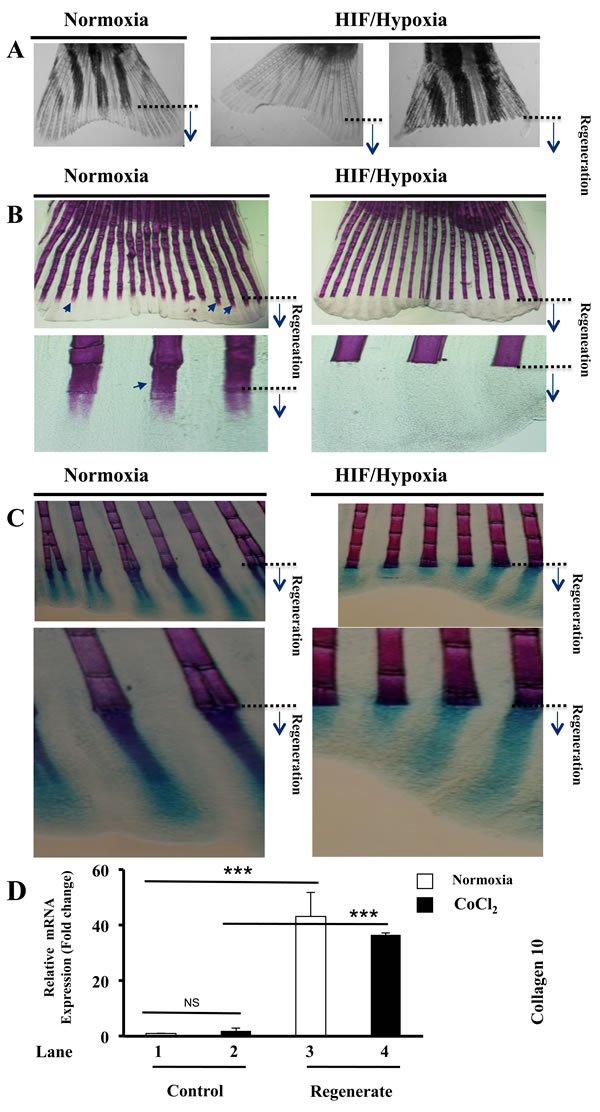 Maintained hypertrophic cartilage formation and inhibition of bone formation during HIF induction.