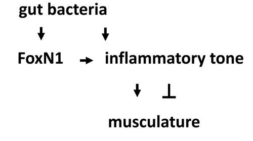 Conceptual overview.