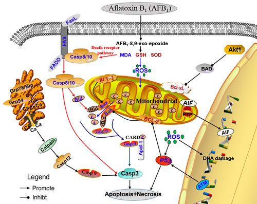 Schematic diagram of the proposed mechanisms of aflatoxin B