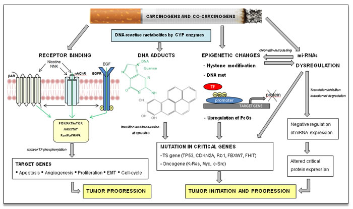 Tobacco smoke carcinogenesis.