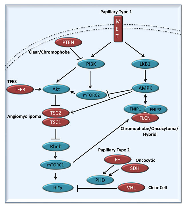 Simplified representation of the kidney cancer gene pathways.