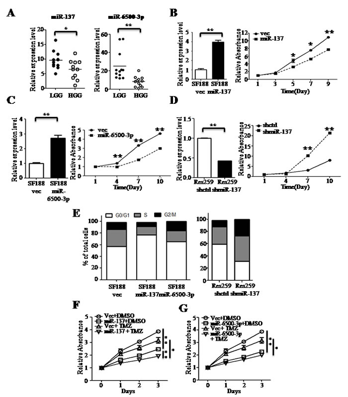 miR-137 and miR-6500-3p suppress cell proliferation and have a combined effect with TMZ treatment.