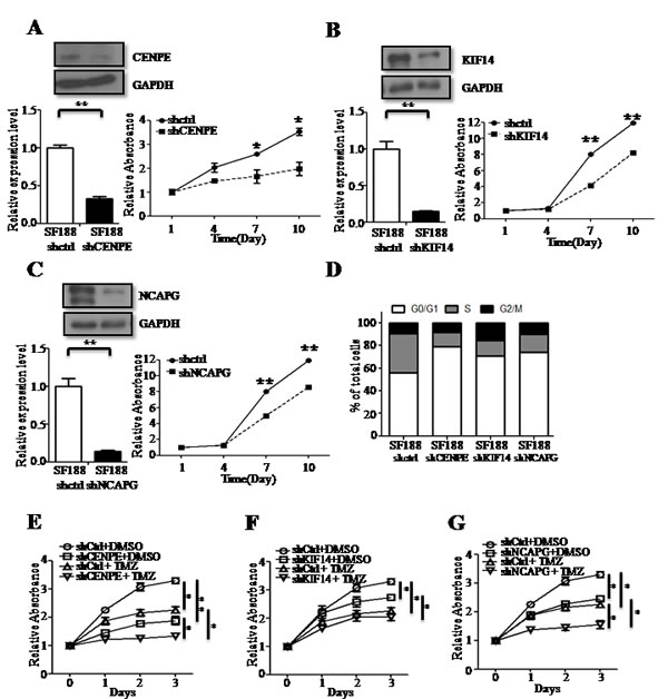 CENPE, KIF14 or NCAPG knockdown (KD)reduces cell proliferation and has a combined anti-proliferative effect in the presence of TMZ.