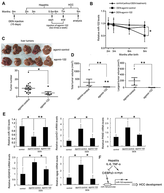 Restoration of miR-122 levels by agomir-122 delivery suppressed DEN-induced hepatocarcinogenesis.