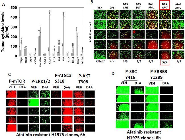 SRC signaling, as judged using dasatinib, plays a key survival regulatory role in afatinib H1975 cells.