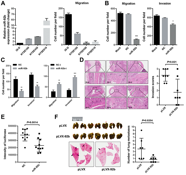 MiR-92b inhibits motility of ESCC cells in vitro and in vivo.