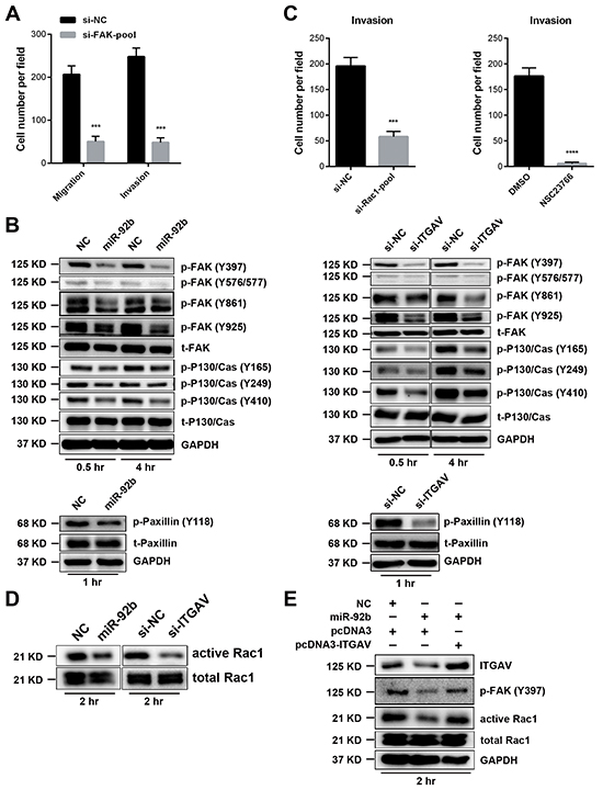 MiR-92b impedes ESCC cell motility by modulating ITGAV-FAK-Rac1 pathway.