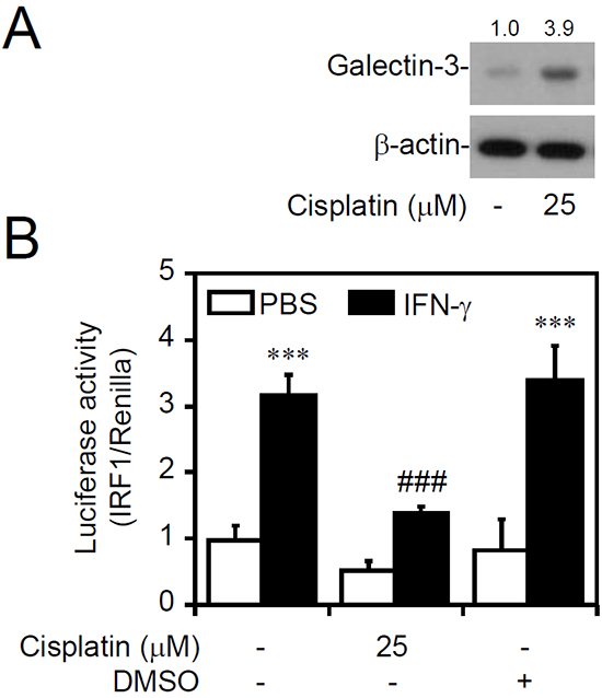 Inducible galectin-3 causes cellular insensitivity to interferon (IFN)-&#x03B3;.
