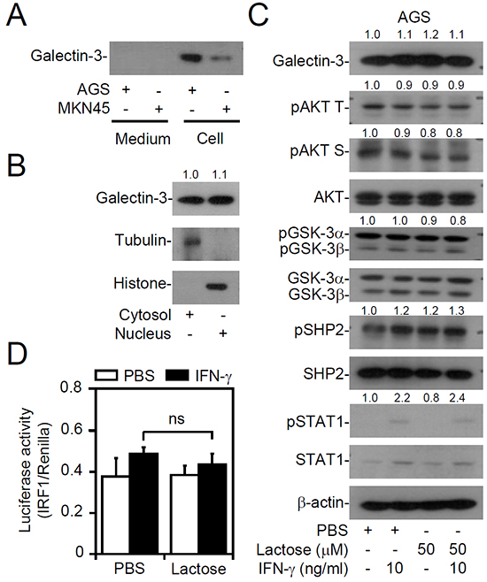 No extracellular galectin-3 is involved in interferon (IFN)-&#x03B3; insensitivity of AGS cells.