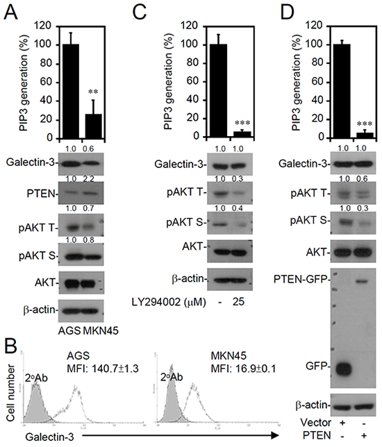 Increased galectin-3 expression correlates with PI3K-AKT activation and PTEN decrease in interferon (IFN)-&#x03B3;-insensitive AGS cells.