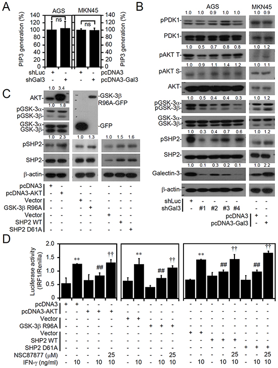 Galectin-3 facilitates activation of the AKT/GSK-3&#x03B2;/SHP2 signaling pathway downstream of PI3K and PDK1, and overexpression of AKT, inactive GSK-3&#x03B2;, and SHP2 suppress interferon (IFN)-&#x03B3;-activated IRF1.