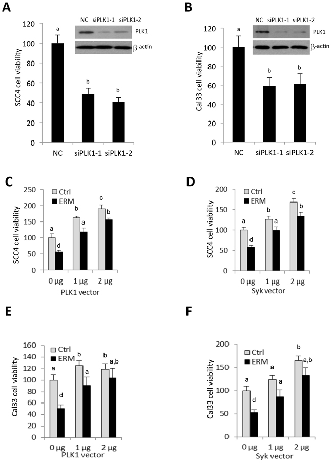 PLK1 siRNA mimics ER maleate effect on inhibition of cell viability, and PLK1 and Syk partially rescue ER maleate-reduced cell viability.