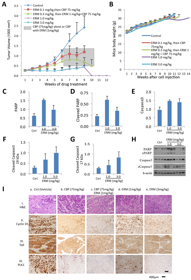 ER maleate anticancer potential in tumor xenograft mice model and IHC analysis of Syk and PLK1 in human patient OSCC.